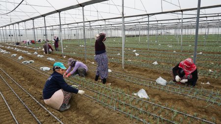 Isparta'da karanfil üretimi başladı