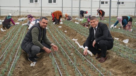 Isparta'da karanfil üretimi başladı