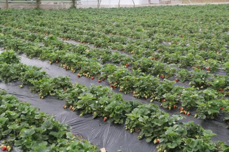 Burdur Teke Yöresi Uluslararası 8. Tarım Ve Hayvancılık Fuarı kapılarını açtı