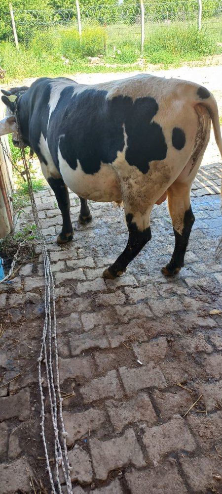 Bu Yılda Kurbanlık UYUMDER’den