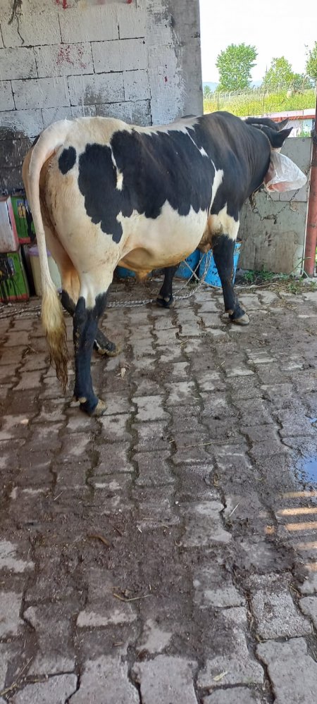 Bu Yılda Kurbanlık UYUMDER’den