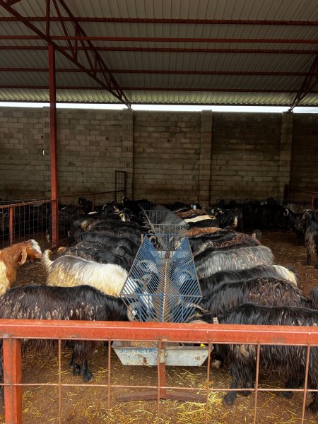 Korkmazlar Et kurbanlık satışlarına başladı