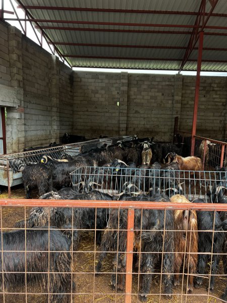 Korkmazlar Et kurbanlık satışlarına başladı