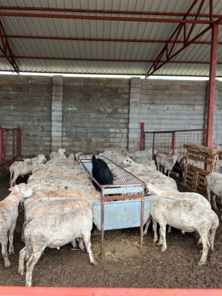 Korkmazlar Et kurbanlık satışlarına başladı