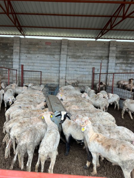 Korkmazlar Et kurbanlık satışlarına başladı