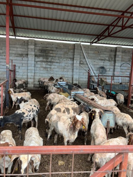 Korkmazlar Et kurbanlık satışlarına başladı