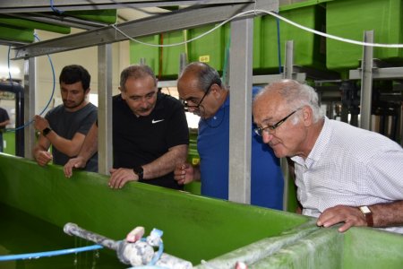 Eğirdir Gölü'ne yavru sazan desteği