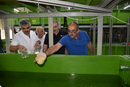 Eğirdir Gölü'ne yavru sazan desteği