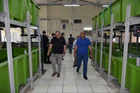 Eğirdir Gölü'ne yavru sazan desteği