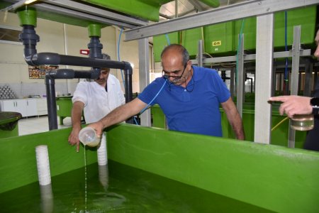 Eğirdir Gölü'ne yavru sazan desteği