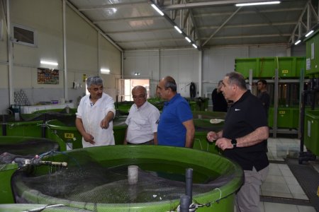 Eğirdir Gölü'ne yavru sazan desteği