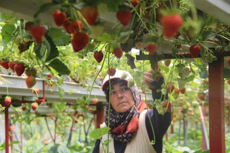 Yenişarbademli’de çilek topraksız yetişiyor