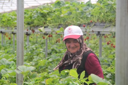 Yenişarbademli’de çilek topraksız yetişiyor