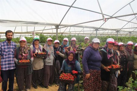 Yenişarbademli’de çilek topraksız yetişiyor