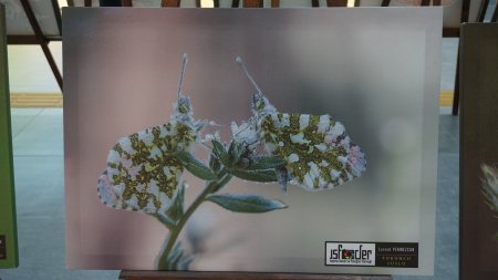 Isparta’nın Kelebekleri fotoğraf sergisi açıldı