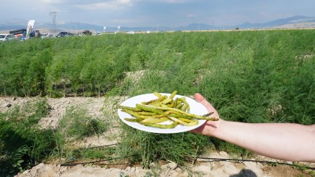 Isparta’da 400 dönümlük bir yatırım
