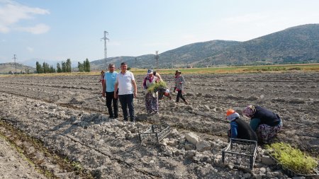 Isparta’da 400 dönümlük bir yatırım