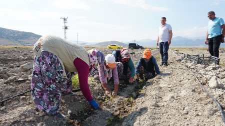 Isparta’da 400 dönümlük bir yatırım