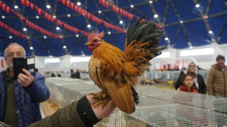 Dünyanın en büyük ve küçük horozları Isparta'da