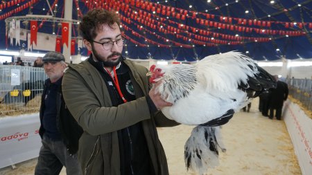 Dünyanın en büyük ve küçük horozları Isparta'da
