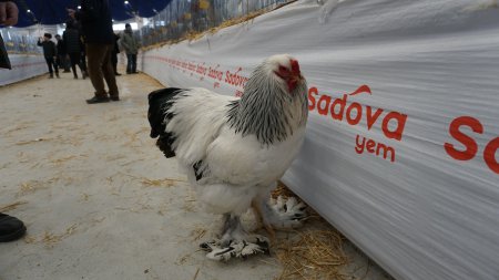 Dünyanın en büyük ve küçük horozları Isparta'da