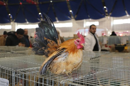Dünyanın en büyük ve küçük horozları Isparta'da