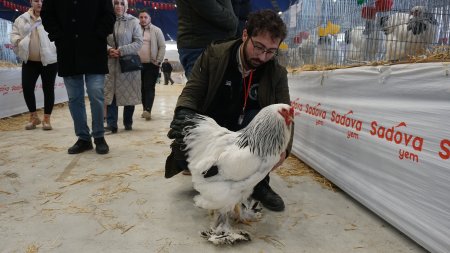 Dünyanın en büyük ve küçük horozları Isparta'da