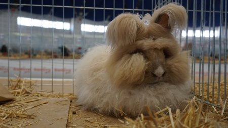 Milli Irk Angora Tavşanı Türkiye’de ilk defa gösteriye katıldı