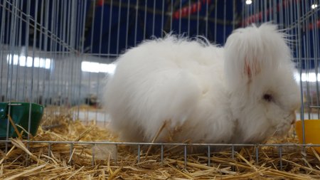 Milli Irk Angora Tavşanı Türkiye’de ilk defa gösteriye katıldı