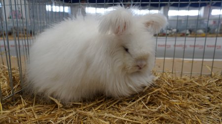 Milli Irk Angora Tavşanı Türkiye’de ilk defa gösteriye katıldı