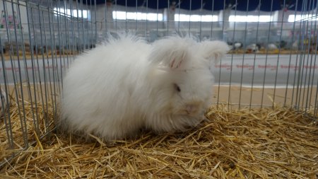 Milli Irk Angora Tavşanı Türkiye’de ilk defa gösteriye katıldı