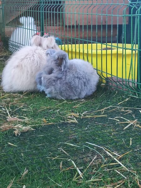 Milli Irk Angora Tavşanı Türkiye’de ilk defa gösteriye katıldı