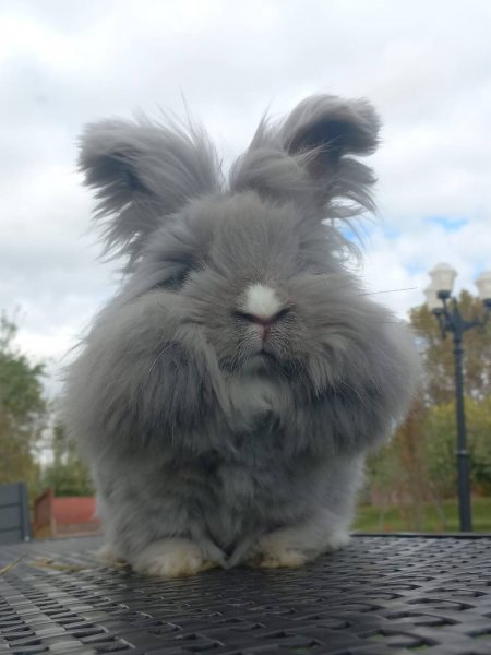 Milli Irk Angora Tavşanı Türkiye’de ilk defa gösteriye katıldı