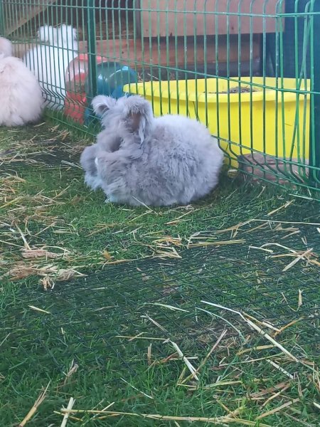 Milli Irk Angora Tavşanı Türkiye’de ilk defa gösteriye katıldı