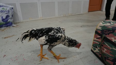 Hint horozlarını güzellik gösterilerinde görmek istiyoruz
