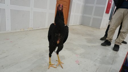 Hint horozlarını güzellik gösterilerinde görmek istiyoruz