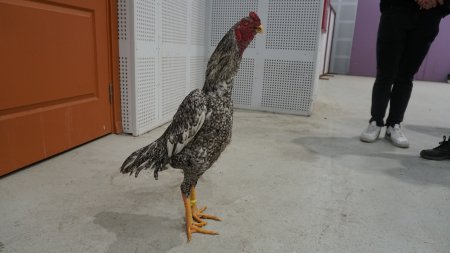 Hint horozlarını güzellik gösterilerinde görmek istiyoruz