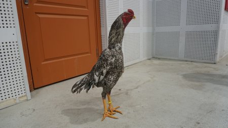 Hint horozlarını güzellik gösterilerinde görmek istiyoruz