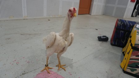 Hint horozlarını güzellik gösterilerinde görmek istiyoruz