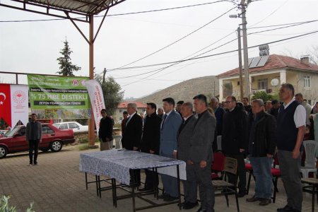 Sütçüler’de 7 bin adet zeytin fidanı dağıtıldı