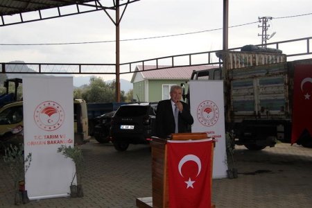 Sütçüler’de 7 bin adet zeytin fidanı dağıtıldı