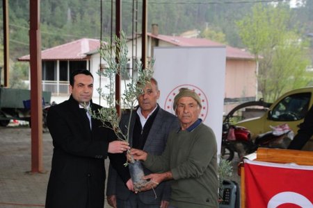 Sütçüler’de 7 bin adet zeytin fidanı dağıtıldı