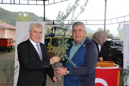 Sütçüler’de 7 bin adet zeytin fidanı dağıtıldı