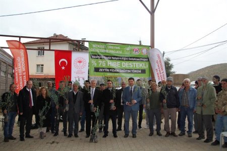 Sütçüler’de 7 bin adet zeytin fidanı dağıtıldı
