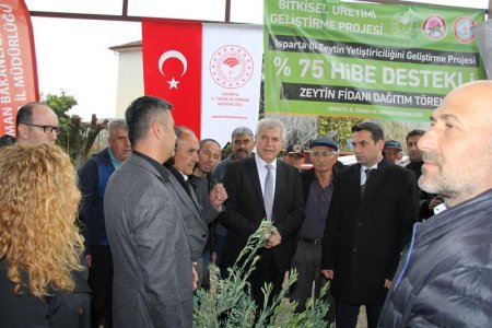 Sütçüler’de 7 bin adet zeytin fidanı dağıtıldı