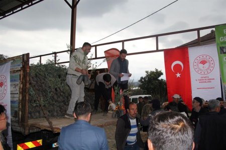 Sütçüler’de 7 bin adet zeytin fidanı dağıtıldı