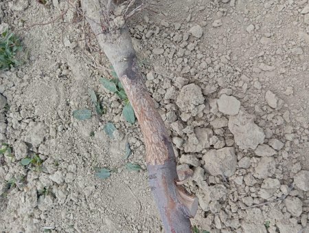 Gönen Koçtepe Köyündeki  bahçeleri fareler istila etti