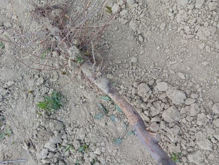 Gönen Koçtepe Köyündeki  bahçeleri fareler istila etti