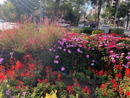 Isparta'ya yakışan görüntü