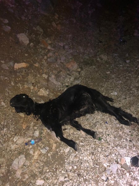 Keçi sürüsüne çarptı
